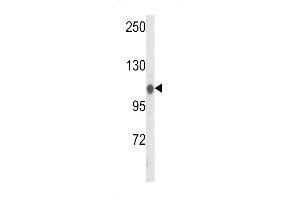 Western blot analysis of HSL Antibody (C-term) (ABIN652695 and ABIN2842463) in Hela cell line lysates (35 μg/lane). (HSPA4L Antikörper  (C-Term))