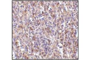 Immunohistochemistry of ORAI1 in human spleen tissue with this product at 10 μg/ml.