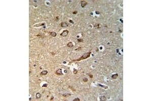 Immunohistochemistry analysis in human brain tissue (formalin-fixed, paraffin-embedded) using GPR180/ITR Antibody , followed by peroxidase conjugation of the secondary antibody and DAB staining. (GPR180 Antikörper  (Middle Region))