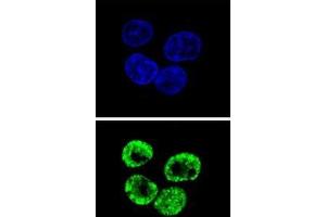 Confocal immunofluorescent analysis of CCNI2 Antibody (Center)(Cat#AP50818PU-N) with HepG2 cell followed by Alexa Fluor 488-conjugated goat anti-rabbit lgG (green). (CCNI2 Antikörper  (Middle Region))