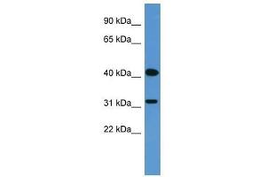 OR2W1 antibody used at 0. (OR2W1 Antikörper  (C-Term))