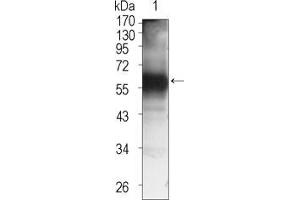 Western blot analysis using TEC mouse mAb against TEC (aa90-240)-hIgGFc transfected HEK293 cell lysate (1). (NR4A3 Antikörper)