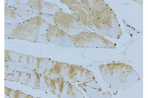 ABIN6276607 at 1/100 staining Mouse muscle tissue by IHC-P.