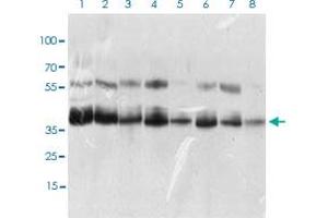 Western blot analysis of Lane 1: K562 cell lysate; Lane 2: HEK293 cell lysate; Lane 3: NTERA-2 cell lysate; Lane 4: Hela cell lysate; Lane 5: HepG2 cell lysate; Lane 6: Jurkat cell lysate; Lane 7: A431 cell lysate; Lane 8: NIH/3T3 cell lysate with KHDRBS2 monoclonal antibody, clone 7G8C10  at 1:500-1:2000 dilution. (KHDRBS2 Antikörper  (AA 160-349))