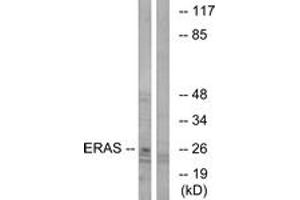 Western blot analysis of extracts from Jurkat cells, using ERAS Antibody.