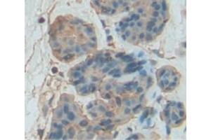 IHC-P analysis of Mouse Tissue, with DAB staining. (GZMB Antikörper  (AA 16-244))