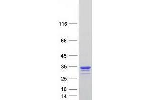 Validation with Western Blot (CREG1 Protein (Myc-DYKDDDDK Tag))