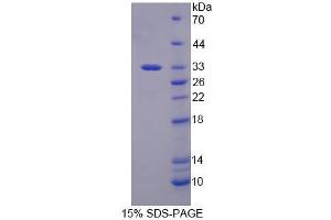 SDS-PAGE analysis of Mouse RFC2 Protein.