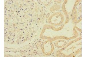 Immunohistochemistry of paraffin-embedded human kidney tissue using ABIN7162794 at dilution of 1:100 (PPIAL4G Antikörper  (AA 1-164))