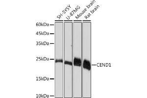 Western blot analysis of extracts of various cell lines, using CEND1 Rabbit mAb (ABIN7266242) at 1:1000 dilution. (CEND1 Antikörper)