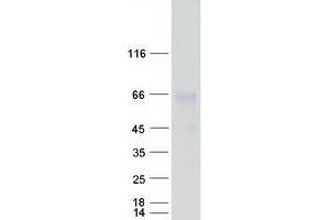 Validation with Western Blot (BSCL2 Protein (Transcript Variant 2) (Myc-DYKDDDDK Tag))