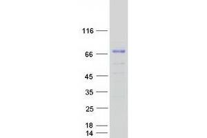Validation with Western Blot (FAM196A Protein (Myc-DYKDDDDK Tag))