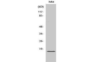 Western Blotting (WB) image for anti-Growth Arrest and DNA-Damage-Inducible, gamma (GADD45G) (C-Term) antibody (ABIN3184726)