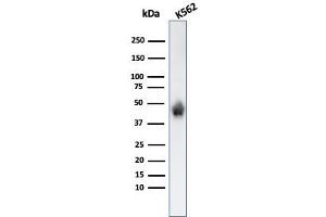 Western Blot Analysis of K562 cell lysate using Glycophorin A Monoclonal Antibody (SPM599). (CD235a/GYPA Antikörper)