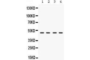 Western blot analysis of RNH1 expression in rat testis extract (lane 1), mouse brain extract (lane 2), human placenta extract (lane 2) and K562 whole cell lysates (lane 4).