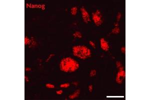 Nanog antibody (pAb) tested by Immunofluorescence Mouse embryonic stem cells (mESCs) grown on mouse embryonic fibroblast feeder cells (MEFs) were fixed with 4% paraformaldehyde for 10 minutes at room temperature. (Nanog Antikörper  (N-Term))