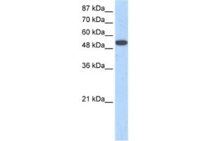 Western Blotting (WB) image for anti-Zinc Finger Protein 416 (ZNF416) antibody (ABIN2461246) (ZNF416 Antikörper)