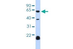 HTR3E antibody  (AA 345-394)