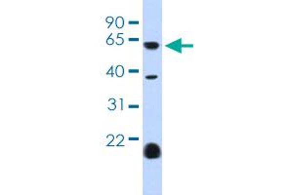 HTR3E antibody  (AA 345-394)
