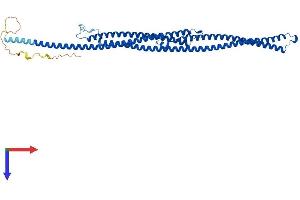 Tektin 4 Protein (TEKT4) (AA 1-447) (His tag)