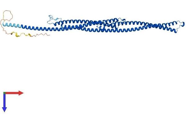 Tektin 4 Protein (TEKT4) (AA 1-447) (His tag)