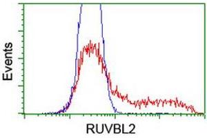 Image no. 1 for anti-RuvB-Like 2 (E. Coli) (RUVBL2) (AA 113-370) antibody (ABIN1490850) (RUVBL2 Antikörper  (AA 113-370))
