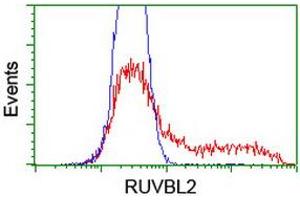 Image no. 1 for anti-RuvB-Like 2 (E. Coli) (RUVBL2) (AA 113-370) antibody (ABIN1490850)