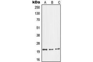 Western blot analysis of Glucagon expression in LO2 (A), mouse kidney (B), H9C2 (C) whole cell lysates. (Glucagon Antikörper  (Center))