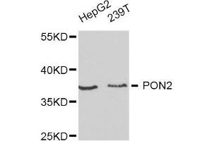 Western blot analysis of extracts of various cell lines, using PON2 antibody. (PON2 Antikörper  (AA 1-210))