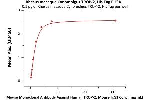 Immobilized Rhesus macaque / Cynomolgus TROP-2, His Tag (ABIN6973296) at 1 μg/mL (100 μL/well) can bind Mouse Monoclonal Antibody Against Human TROP-2, Mouse IgG1 with a linear range of 0. (TACSTD2 Protein (AA 31-274) (His tag))