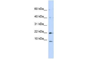 Western Blotting (WB) image for anti-NADH Dehydrogenase (Ubiquinone) 1, Subcomplex Unknown, 2, 14.5kDa (NDUFC2) antibody (ABIN2459025) (NDUFC2 Antikörper)