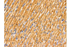 ABIN6262707 and ABIN6266568 at 1/100 staining Rat heart tissue by IHC-P. (PRAF2 Antikörper  (C-Term))