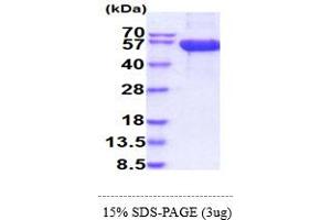 SDS-PAGE (SDS) image for Killer Cell Lectin-Like Receptor Subfamily B, Member 1 (KLRB1) (AA 67-225) protein (hIgG-His-tag) (ABIN7529374) (CD161 Protein (AA 67-225) (hIgG-His-tag))