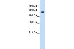 Western Blotting (WB) image for anti-C-Type Lectin Domain Family 4, Member M (CLEC4M) antibody (ABIN2462578) (C-Type Lectin Domain Family 4, Member M (CLEC4M) Antikörper)