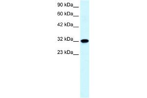 WB Suggested Anti-AQP7 Antibody Titration:  0. (Aquaporin 7 Antikörper  (C-Term))