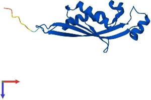 PTS Protein (AA 1-145) (His tag)