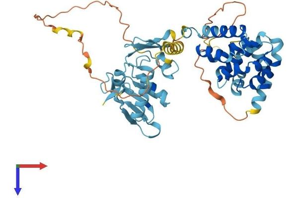 EIF5 Protein (AA 1-431) (His tag)