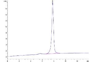Size-exclusion chromatography-High Pressure Liquid Chromatography (SEC-HPLC) image for Apelin (APLN) (AA 23-77) protein (Fc Tag) (ABIN7273863)