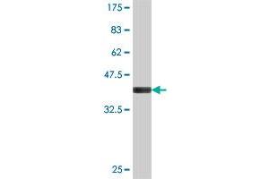 Western Blot detection against Immunogen (37. (DENND4A Antikörper  (AA 1-101))