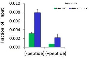 Chromatin Immunoprecipitation (ChIP) Using BRD4 antibody - C-terminal region  and HCT116 Cells (BRD4 Antikörper  (C-Term))