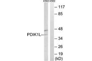 Western blot analysis of extracts from K562 cells, using PDIK1L Antibody. (PDIK1L Antikörper  (AA 101-150))
