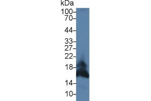 Western Blot; Sample: Mouse Pancreas lysate; Primary Ab: 3µg/ml Rabbit Anti-Mouse FASL Antibody Second Ab: 0. (FASL Antikörper  (AA 132-279))