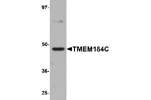 Western Blotting (WB) image for anti-Transmembrane Protein 184C (TMEM184C) (C-Term) antibody (ABIN1030749) (TMEM184C Antikörper  (C-Term))