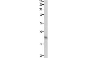 Western Blotting (WB) image for anti-Dual Specificity Phosphatase 12 (DUSP12) antibody (ABIN2421549) (DUSP12 Antikörper)