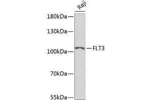FLT3 anticorps