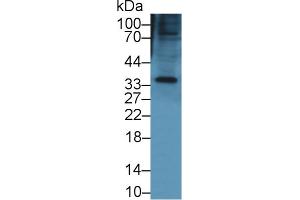 Western Blot; Sample: Mouse Small intestine lysate; Primary Ab: 1µg/ml Rabbit Anti-Mouse KERA Antibody Second Ab: 0. (KERA Antikörper  (AA 21-292))