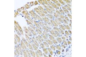 Immunohistochemistry of paraffin-embedded mouse stomach using GFER antibody (ABIN5973176) at dilution of 1/100 (40x lens). (GFER Antikörper)