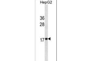 HMG2 Antibody ABIN1539937 western blot analysis in HepG2 cell line lysates (35 μg/lane). (HMGB2 Antikörper  (AA 64-92))