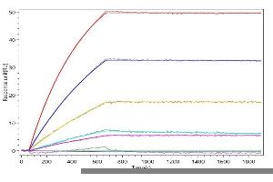ASGR1 Recombinant Monoclonal Antibody  captured on Protein A Chip can bind Recombinant Human ASGR1 with an affinity constant of 0.