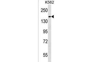 HEPHL1 Antibody (N-term) (ABIN1539164 and ABIN2850036) western blot analysis in K562 cell line lysates (35 μg/lane). (HEPHL1 Antikörper  (N-Term))